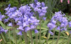 Desktop image. Flowers. ID:4614