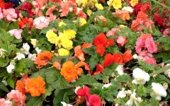 Desktop wallpaper. Flowers. ID:4615