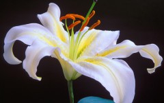 Desktop wallpaper. Flowers. ID:4617