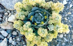 Desktop wallpaper. Flowers. ID:4618