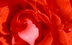 Desktop wallpaper. Flowers. ID:4619