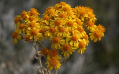 Desktop wallpaper. Flowers. ID:50395