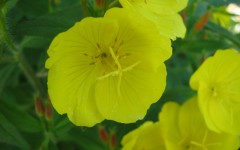 Desktop wallpaper. Flowers. ID:4621