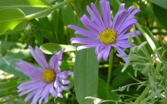 Desktop wallpaper. Flowers. ID:4623