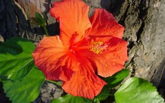 Desktop wallpaper. Flowers. ID:4624