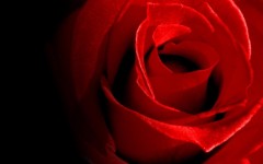 Desktop wallpaper. Flowers. ID:4626
