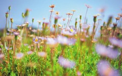 Desktop wallpaper. Flowers. ID:4627
