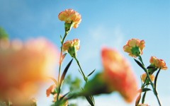 Desktop wallpaper. Flowers. ID:4628