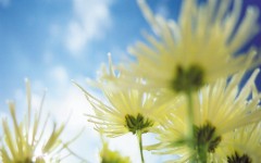 Desktop wallpaper. Flowers. ID:4629