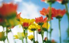 Desktop wallpaper. Flowers. ID:4630