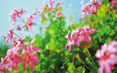 Desktop wallpaper. Flowers. ID:4632