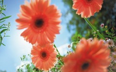 Desktop wallpaper. Flowers. ID:4633