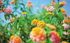 Desktop wallpaper. Flowers. ID:4634
