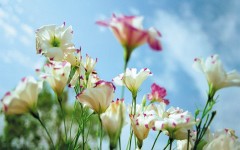 Desktop wallpaper. Flowers. ID:4635