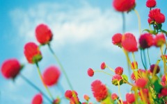 Desktop wallpaper. Flowers. ID:4636