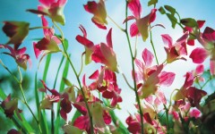 Desktop wallpaper. Flowers. ID:4637