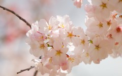 Desktop wallpaper. Flowers. ID:4638