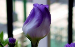 Desktop wallpaper. Flowers. ID:4639