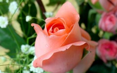 Desktop wallpaper. Flowers. ID:4640
