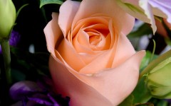Desktop wallpaper. Flowers. ID:4641