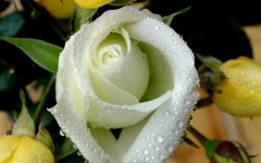 Desktop wallpaper. Flowers. ID:4642