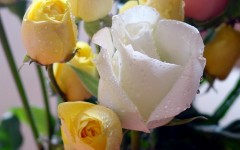 Desktop wallpaper. Flowers. ID:4643