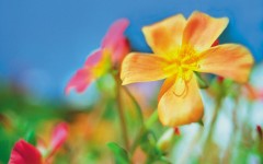 Desktop wallpaper. Flowers. ID:4644
