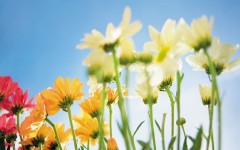 Desktop wallpaper. Flowers. ID:4645