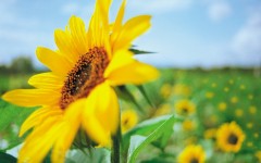 Desktop wallpaper. Flowers. ID:4646