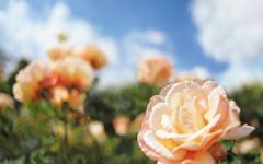 Desktop wallpaper. Flowers. ID:4647