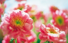 Desktop wallpaper. Flowers. ID:4648