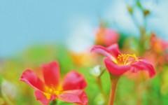Desktop wallpaper. Flowers. ID:4649