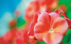 Desktop wallpaper. Flowers. ID:4650