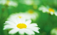 Desktop wallpaper. Flowers. ID:4653