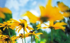 Desktop wallpaper. Flowers. ID:4654