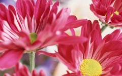 Desktop wallpaper. Flowers. ID:4655
