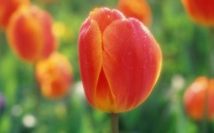 Desktop wallpaper. Flowers. ID:4657