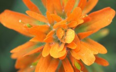 Desktop wallpaper. Flowers. ID:4658