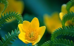 Desktop wallpaper. Flowers. ID:4659