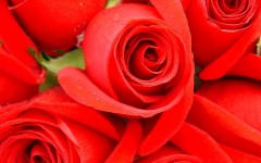 Desktop wallpaper. Flowers. ID:4686