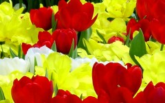 Desktop wallpaper. Flowers. ID:4687