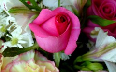 Desktop wallpaper. Flowers. ID:4697