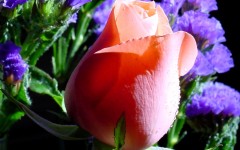 Desktop wallpaper. Flowers. ID:4698