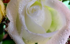 Desktop wallpaper. Flowers. ID:4699