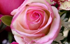 Desktop wallpaper. Flowers. ID:4700