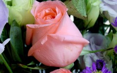 Desktop wallpaper. Flowers. ID:4701