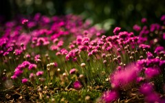 Desktop image. Flowers. ID:57330