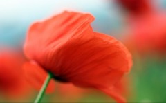 Desktop wallpaper. Flowers. ID:4703