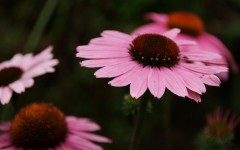 Desktop wallpaper. Flowers. ID:4704