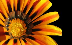 Desktop wallpaper. Flowers. ID:4705